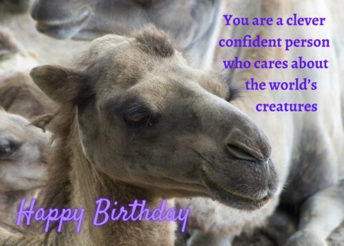 Camel Birthday Card