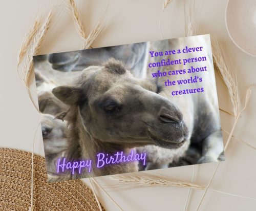 Camel Birthday Card - Image 3