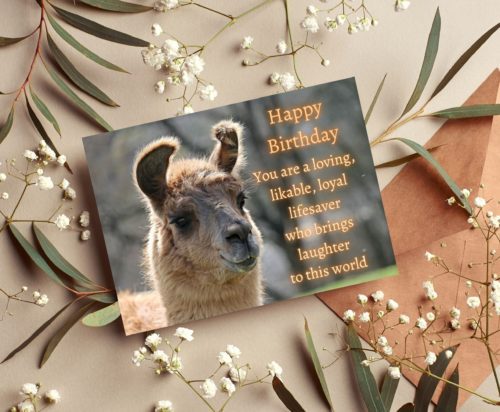 Llama Birthday Card - Image 4
