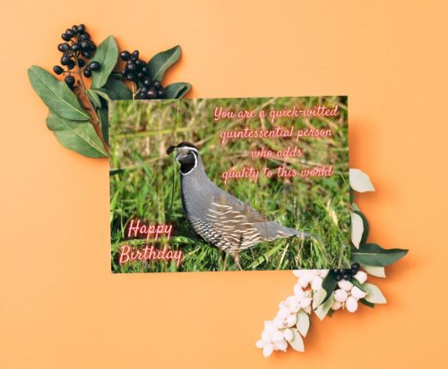 Quail Birthday Card - Image 4