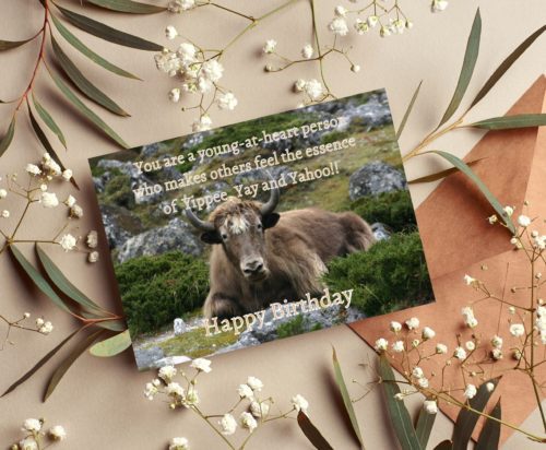 Yak Birthday Card - Image 4