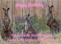 Kangaroo Birthday Card