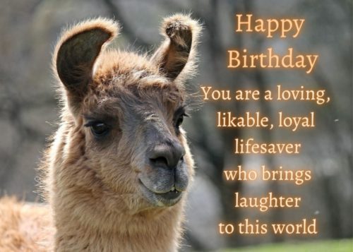 Llama Birthday Card