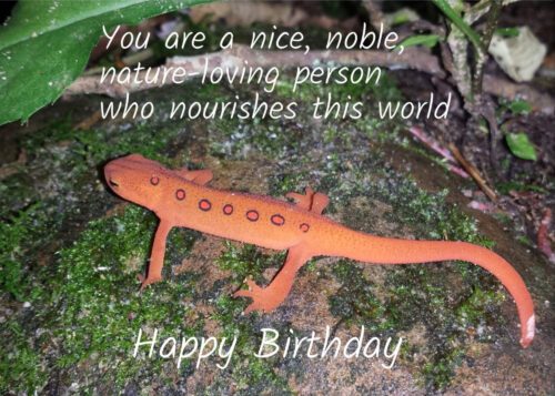 Newt Birthday Card