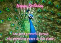 Peacock Birthday Card