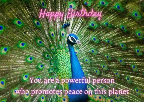 Peacock Birthday Card