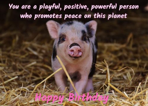 Pig Birthday Card