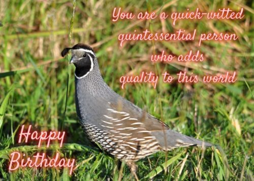 Quail Birthday Card