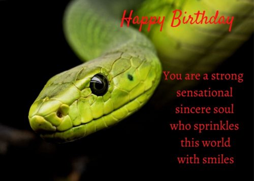 Snake Birthday Card