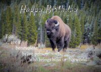 Buffalo Birthday Card