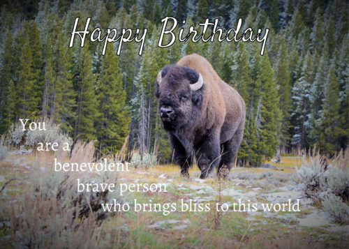 Buffalo Birthday Card