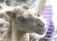 Camel Celebrating You Card