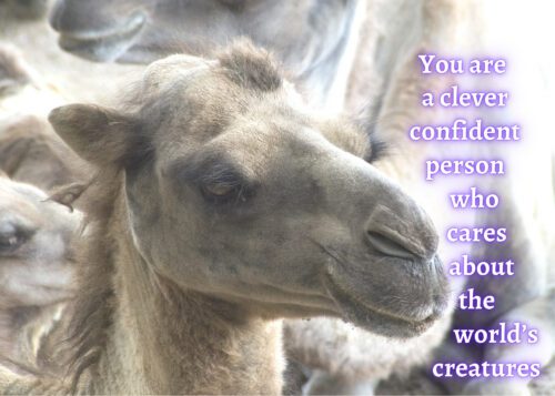 Camel Celebrating You Card