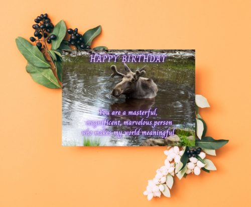 Moose Birthday Card - Image 4