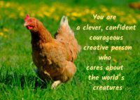 Chicken Celebrating You Card