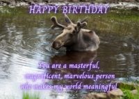 Moose Birthday Card