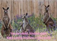Kangaroo Celebrating You Card