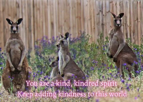 Kangaroo Celebrating You Card