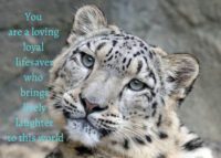 Leopard Celebrating You Card