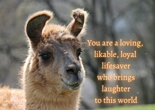 Llama Celebrating You Card
