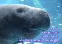 Manatee Celebrating You Card