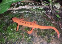 Newt Celebrating You Card