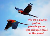 Parrot Celebrating You Card