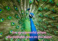 Peacock Celebrating You Card