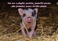 Pig Celebrating You Card