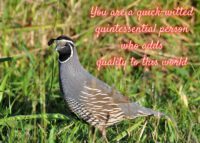 Quail Celebrating You Card