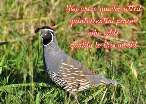 Quail Celebrating You Card