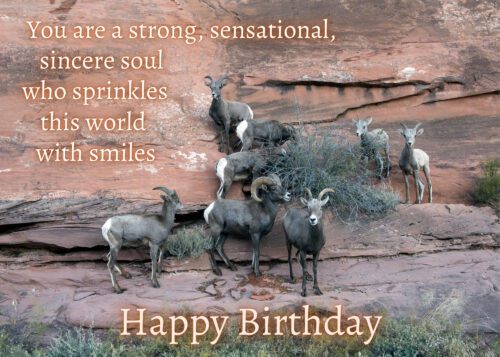 Sheep Birthday Card