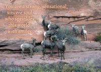 Sheep Celebrating You Card