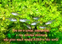 X-ray Tetra Celebrating You Card
