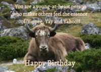 Yak Birthday Card