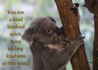 Koala Celebrating You Card