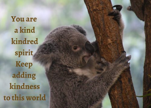 Koala Celebrating You Card