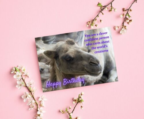 Camel Birthday Card - Image 5