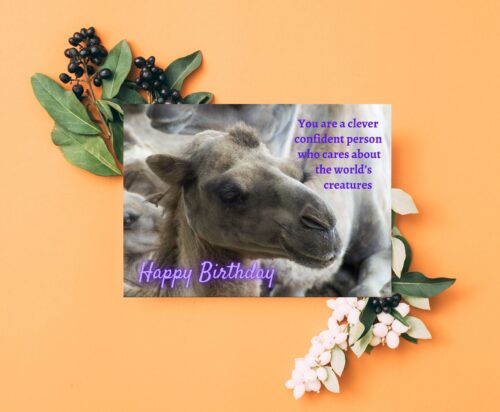 Camel Birthday Card - Image 4