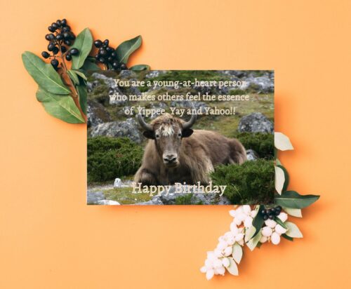 Yak Birthday Card - Image 7