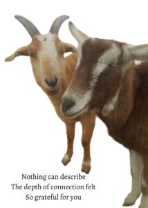 Goat Haiku - Connected