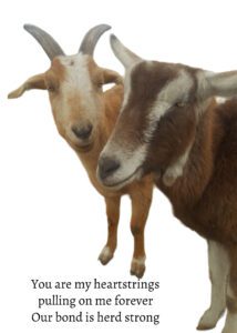 Goat Haiku - Herd Strong